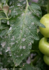 Les taches poudreuses blanches d'oïdium sont maintenant plus nombreuses sur cette foliole et la couvrent presque entièrement. <b><i>Oidium neolycopersici</i></b> (oïdium, powdery mildew)