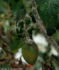 En plus de la <b>fumagine</b>, de nombreuses <b>cochenilles</b> blanches (scale insects) à différents stades sont visibles sur la tige, les pétioles et, à un moindre degré, le fruit de ce pied de tomate. <b>En présence de fumagine, penser à incriminer les ravageurs</b>