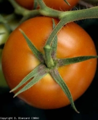 Des plages chlorotiques devenant progressivement nécrotiques sont visibles à la base de chacun des sépales, tout autour du pédoncule. <b>Virus de la mosaïque du pépino</b> (<i>Pepino mosaic virus</i>, PepMV)