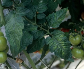 Quelques taches chlorotiques internervaires sont visibles par transparence sur cette foliole, traduisant la première manifestation de cette virose. <b>Virus de la chlorose de la tomate</b> (<i>Tomato chlorosis virus</i>, ToCV)