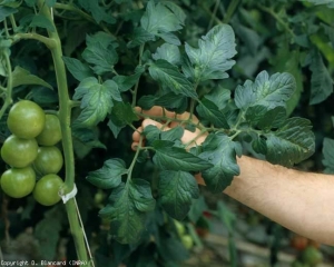 Plusieurs folioles montrent une discrète chlorose inter-nervaire <b>Virus de la chlorose de la tomate</b> (<i>Tomato chlorosis virus</i>, ToCV)