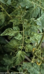 Cette jeune feuille est légèrement marbrée et cloquée. <b>Virus de la mosaïque de la tomate</b> (<i>Tomato mosaic virus</i>, ToMV)