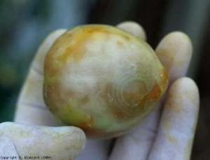 Des anneaux chlorotiques plus ou moins larges sont bien visibles sur ce fruit encore vert. <b>Virus de la maladie bronzée de la tomate</b> (<i>Tomato spotted wilt virus</i>, TSWV)