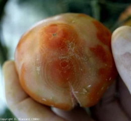 En plus des anneaux chlorotiques parfois concentriques, des lésions sèches, des craquelures plus ou moins liégeuses, sont parfois présentes sur les fruits. <b>Virus de la maladie bronzée de la tomate</b> (<i>Tomato spotted wilt virus</i>, TSWV)