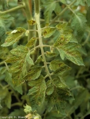 Ces jeunes folioles chlorotiques révèlent une teinte légèrement bronzée ainsi que de nombreuses et minuscules lésions brunâtres. <b>Virus du flétrissement en taches de la tomate</b> (<i>Tomato spotted wilt virus</i>, TSWV)