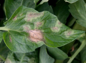 Cette foliole présente plusieurs taches de mildiou sur tomate assez caractéristiques qui sont  à des stades de développement différents. Notez, qu'elles prennent d'abord une teinte vert pale et quelles se nécrosent progressivement par la suite. <i>Phytophthora infestans</i> (Mildiou)