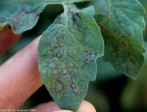 Des motifs nécrotiques brun sombre sont en train de se développer sur cette foliole. Par endroits, on peut distinguer les prémices d'anneaux. <b>Virus du flétrissement en taches de la tomate</b> (<i>Tomato spotted wilt virus</i>, TSWV)