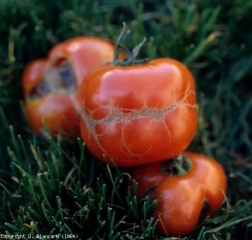 Ces fruits ont été parasités précocement par des thrips. Ils révèlent de nombreux motifs linéaires, plus ou moins superficiellement subérisés, sinueux et circulaires, qui sont à l'origine de la déformation partielle de certaines tomates. <b><i>Frankliniella occidentalis</i></b> (thrips)