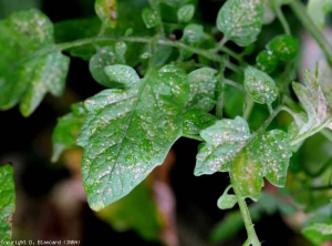 De nombreuses lésions nécrotiques couvrent cette foliole. <b><i>Frankliniella occidentalis</i></b> (thrips)