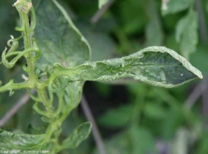 Cette foliole de tomate est partiellement cloquées, plus ou moins vrillées et chiffonnées. <b>Phytotoxicité due au basta</b> (effets de pesticides, pesticide injuries)