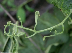 Les folioles de cette jeune feuille de tomate sont de taille réduite ; elles sont très filiformes voire laciniées, plus ou moins incurvées et/ou enroulées, et les tissus sont plus épais. <b>Phytotoxicité due au basta</b> (pesticide injuries)