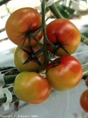 Plusieurs fruits de cette grappe sont irrégulièrement colorés. <b><i>Bemisia tabaci</i></b> (aleurode, whiteflies)