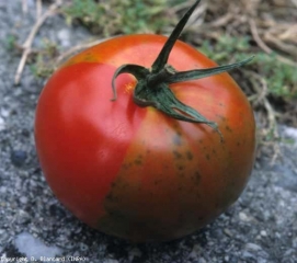 chimere_tomate_DB_552_720