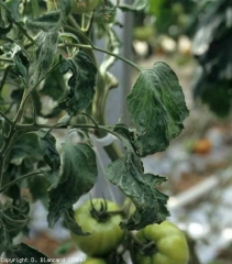 Cette plante révèle une végétation qui contraste beaucoup avec celle d'une plante normale. Ses folioles vert sombre sont plus larges, épaisses, déformées et légèrement enroulées vers le bas et parfois recroquevillées. <b>Anomalie génétique</b>