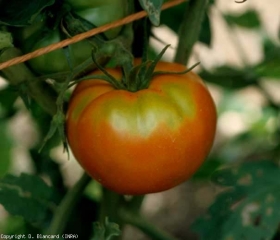 La zone pédonculaire du fruit situé à droite est restée uniformément vert orangé. <b>Collet vert</b> (green shoulder)