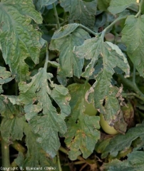 Plusieurs folioles sont plus ou moins trouées, voire déchiquetées. On note aussi quelques impacts de grêlons le long de la tige. <b>Grêle</b>