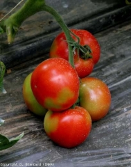 Ces fruits présentent une maturation incomplète. Des zones assez étendues sont encore vertes ou jaunâtres alors que le reste du péricarpe est maintenant rouge. <b>Marbrure physiologique</b> (taches immatures, blotchy ripening)
