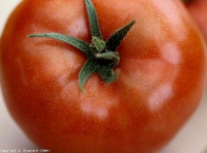 point_dore_tomate_DB_603_737