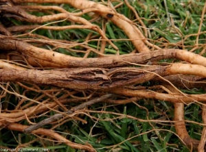 La subérisation est bientôt généralisée. Certains manchons liégeux sont crevassés. <i><b>Pyrenochaeta lycopersici</b></i> (racines liégeuses, corky root)