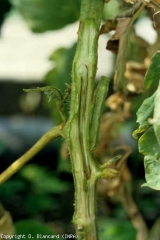 Les vaisseaux sont également touchés. Ici, nous constatons des filets de vaisseaux très bruns. La moelle est humide et brunâtre par endroits. <b><i>Ralstonia solanacearum</i></b> (flétrissement bactérien, bacterial wilt)