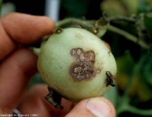 Des lésions plus classiques d'une attaque de <b><i>Thanatephorus cucumeris</i></b> (<b><i>Rhizoctonia solani</i></b>) sont observées sur ce fruit vert. Plutôt limitées, brunes à beigeâtres, elles présentent quelques motifs concentriques. Quelques petites lésions chancreuses sont également constatées.