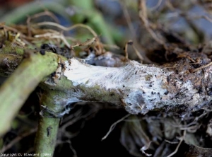 Le mycélium prolifère sur la tige, même si celle-ci est enterrée. <b><i>Sclerotium rolfsii</i></b> (southern blight)