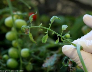 Les folioles visibles sur cette feuille sont petites, déformées et chlorotiques, et présentent des lésions nécrotiques. <b>Viroïde du rabougrissement chlorotique de la tomate</b> (<i>Tomato chlorotic dwarf viroid</i>, TCDVd)