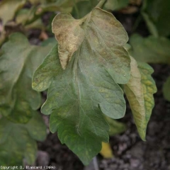 Cette large foliole a pris une teinte plus ou moins bronze localement.<b><i>Aculops lycopersici</i></b> (acariose bronzée, tomato russet mite)