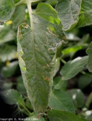 Lorsque les mines sont très nombreuses sur le limbe, ce dernier peut se nécroser et se dessécher. <b><i>Liriomyza</i> sp.</b> (mouches mineuses, leafminers)