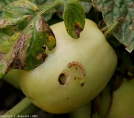 Sur ce fruit vert de tomate perforé, une chenille responsable à pu être extirpée. <b>Noctuelle</b>