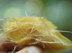 Des racines blanches encore saines et des racines jaunâtres colonisées par un <b><i>Pythium </i>sp.</b> sont visibles dans ce fragment de laine de roche récupéré dans un sac 