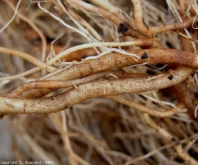 Ces racines dépourvues de radicelles sont très superficiellement brunes et subérisées. On distingue également de nombreux microsclérotes noirs. <b><i>Colletotrichum coccodes</i></b>