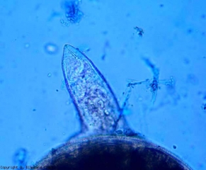 Les <b><i>Meloidogyne</i> spp.</b>, comme les autres nématodes phytophages, sont pourvus d'un stylet buccal creux leur permettant de piquer les cellules afin d'en absorber le contenu. (root-knot nematodes)