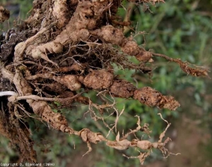 Les racines déjà anciennes et fortement parasitées sont particulièrement  subérisées et finissent par se décomposer. En présence de tels symptômes, on peut aussi suspecter un complexe parasitaire avec  <i>Rhizobium radiobacter</i>.  <b><i>Meloidogyne</i> spp.</b> (root-knot nematodes)