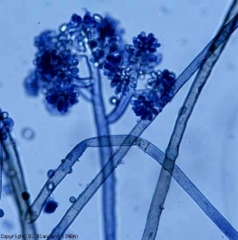 Les conidiophores de <b><i>Botrytis cinerea</i></b> sont arbusculeux et produisent des spores hyalines et ovoïdes. <b>Moisissure grise (grey mold)</b>