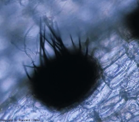 Des acervules se forment souvent sur les microsclérotes notamment. Elles sont très caractéristiques car elles possèdent des soies noires dressées (<i>setae</i>), ainsi que des conidies unicellulaires hyalines. <b><i>Colletotrichum coccodes</i> (pourriture racinaire, black dot root rot)</b>