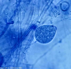 Jeune sporange ovoïde et non papillé de <i>Phytophothora cryptogea</i>. <b><i>Phytophthora</i> spp. </b>(fontes de semis, pourritures racinaires et basales, damping-off, foot and root rot, buckeye rot)