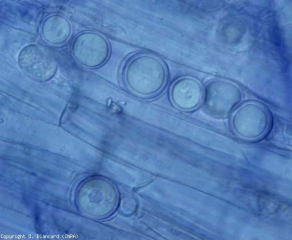 Des oospores rondes, à paroi épaisse, remplissent plus ou moins  les cellules du cortex ; elles matérialisent fréquemment la présence dans les racines de <b><i>Pythium</i> spp.</b> (pourritures racinaires et basales, foot and root rot, buckeye rot)