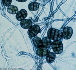Saprophyte courant, <b><i>Stemphylium botryosum</i></b> forme des conidies verruqueuses à extrémités arrondies, brunes et pluricellulaires (15-24 x 24-33 µm). <b>Pourritures à moisissures noires (black mold rot)</b>