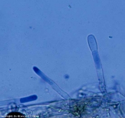 <b><i>Oidium neolycopersici</i></b> est morphologiquement caractérisé par la formation d'une conidie souvent unique à l'extrémité de ses conidiophores mesurant 22-46 x 10-20 µm. <b>Oïdium externe (powdery mildew, white mold)</b>