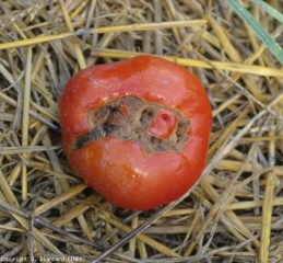 <b>Cicatrices stylaires liégeuses (Catface)</b>