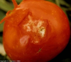 Les dégâts visibles sur ce fruit sont caractéristiques de ceux occasionnés par les <b>punaises</b> sur fruits mûrs : de minuscules piqûres chlorotiques autour desquelles les tissus sont altérés en profondeur ; des zones spongieuses blanches altérant les tissus internes du péricarpe.
