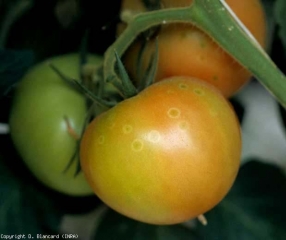 Plusieurs anneaux blanchâtres de quelques millimètres de diamètre parsèment ce fruit. Ce sont en fait des halos consécutifs à des contaminations avortées de <i>Botrytis cinerea</i>. Un minuscule point de pénétration brunâtre peut être distingué au centre de ces anneaux communément dénommés 'taches fantômes' (ghost spots). <b><i>Botrytis cinerea</i></b> (moisissure grise, grey mold)