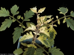 La croissance de cette plante est réduite, les entre-noeuds sont plus courts et les feuilles de taille réduite. Les folioles particulièrement affectées, d'abord chlorotiques, finissent par blanchir. <b>Jaunissements foliaires  liés aux effets de l'aminotriazole</b> (herbicide inhibiteur de la synthèse des caroténoïdes, herbicide injuries).