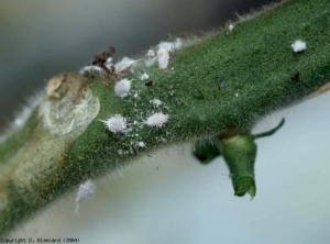 <b><i>Pseudococcus viburni</i></b> (cochenille farineuse, scale insects)