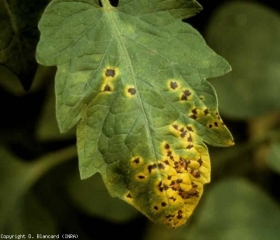 Plusieurs petites lésions brunes, auréolées un halo jaune marqué, se rejoignent progressivement sur cette foliole de tomate. <b><i>Pseudomonas syringuae</i> pv. <i>tomato</i></b> (moucheture, bacterial speck)