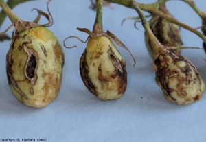 Plusieurs altérations nécrotiques sèches, et des craquelures liégeuses sont bien visibles sur ces fruits encore verts.
<b>Virus de la maladie bronzée de la tomate</b> (<i>Tomato spotted wilt virus</i>, TSWV)