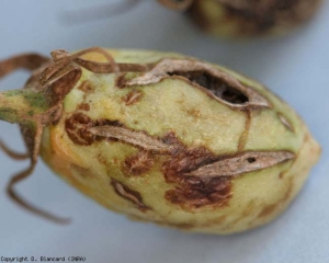 On distingue bien sur ce fruit quelques lésions superficielles brunes en association avec des éclatements liégeux secs très marqués.
<b>Virus de la maladie bronzée de la tomate </b>(<i>Tomato spotted wilt virus</i>, TSWV)