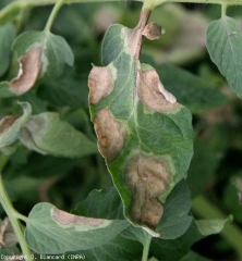 Plusieurs larges taches couvrent une proportion importante du limbe de cette foliole. Elles sont nécrotiques en leur centre, vert claire en périphérie. <i>Phytophthora infestans</i> (mildiou)