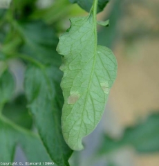 Un duvet violacé est visible sur ces deux taches chlorotiques à la face inférieure du limbe,  <i><b>Passalora fulva</b></i>  (Cladosporiose)